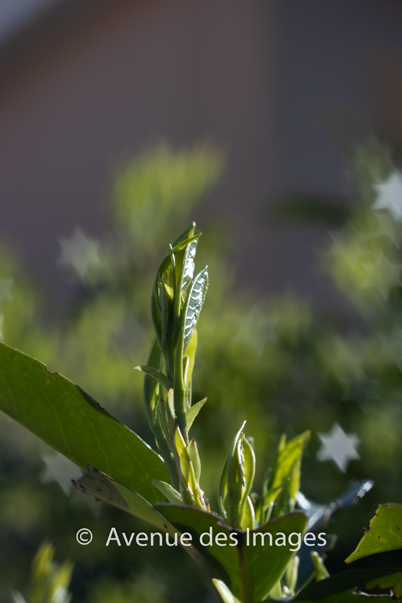 Laurel bush with star bokeh