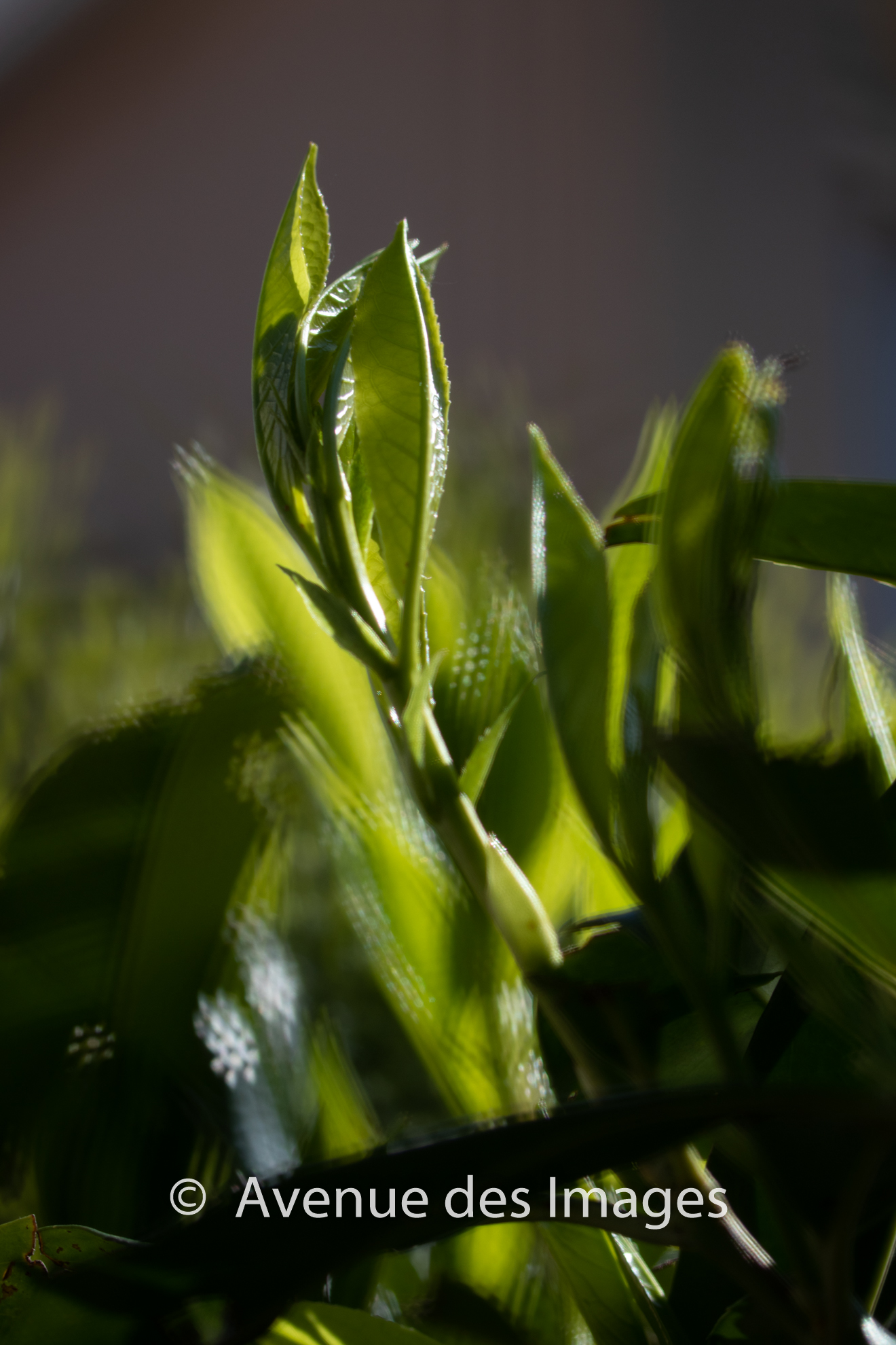 laurel bush with flower bokeh