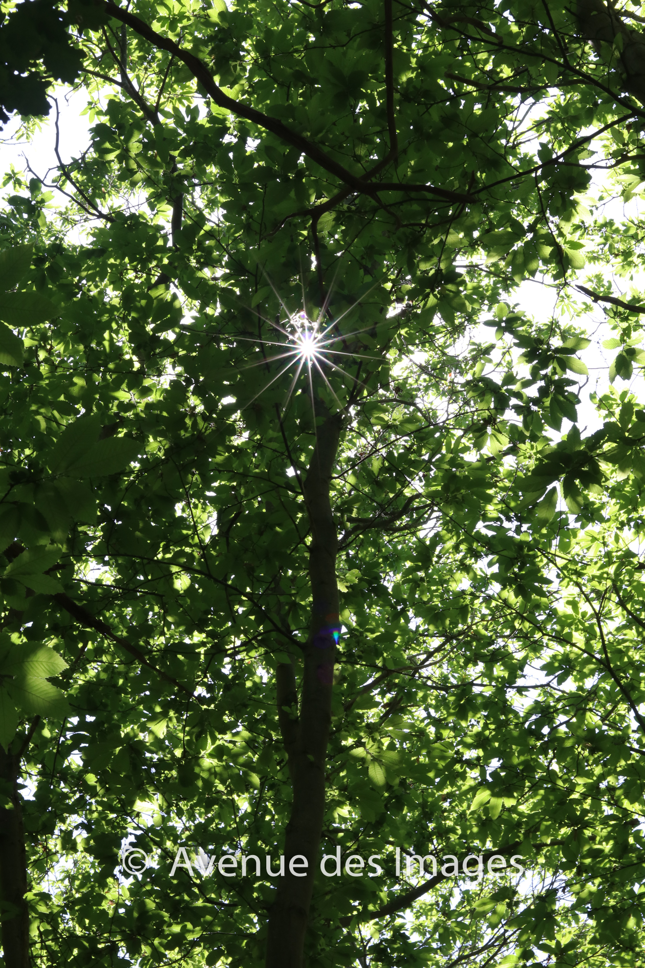 Sun flare through a tree in the woods