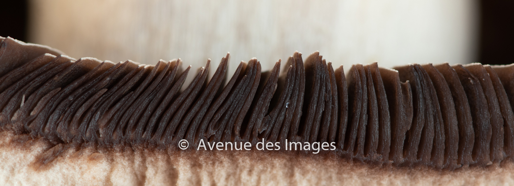 Mushroom Gills