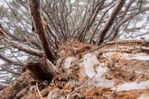 winter tree looking up