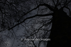 Haunted tree branches