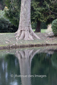 Zooming in on the tree trunk