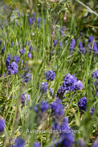 Spring flowers in the grass