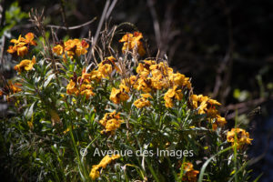 Golden spring flowers