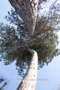 Looking skywards up 2 trees