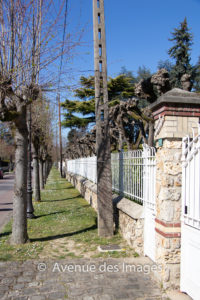 trees along the roadside