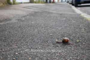 snail on the pavement