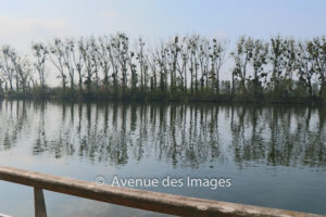 mistletoe in the trees across the Seine