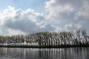 looking at trees across the river seine