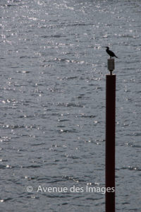 Bird looking for meal