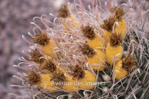 Cactus or pineapple