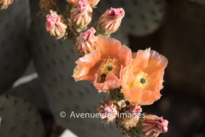 peach coloured Cactus flowers