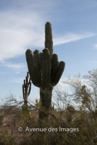 Cactus in Arizona