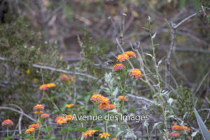 Hummingbird feeding