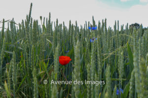 Cornflower and poppy