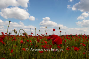 early summer poppy field