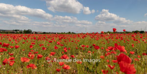 poppy field