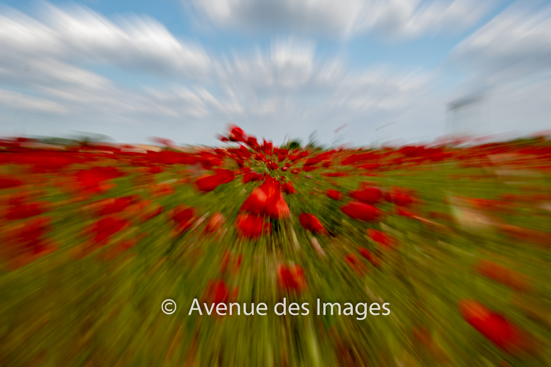 zooming in on poppies