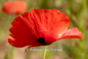 fine poppy petals