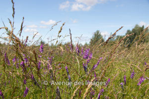 Wild flowers