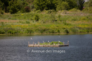 Island for nesting