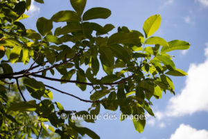 Leaves in the sun