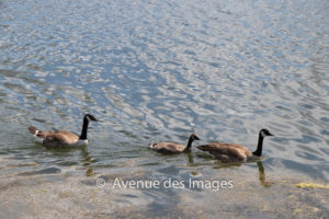 Canada geese and gosling