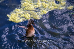 Mallard duckling