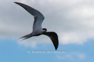 Tern overhead