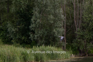 Heron taking flight