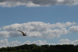 Caught in flight