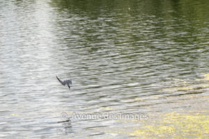 Diving Tern