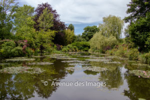 Beautiful lily pond