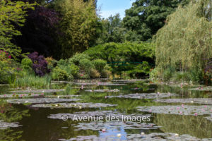 Beautiful lily pond