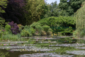 Beautiful lily pond