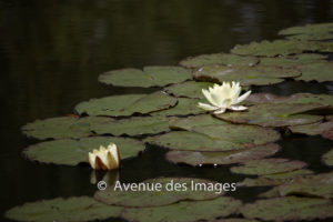 Water Lilies