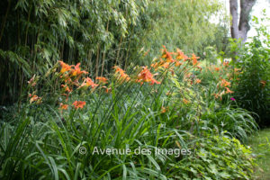 orange flowers at Giverny