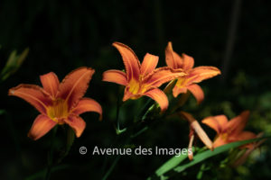 3 orange lily flowers