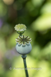 Poppy pistil