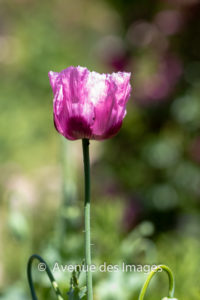 Poppy opening