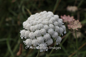 Visnaga daucoides