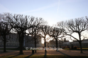 Winter trees in the late evening sun