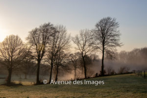 Morning mist in the trees in Normandy