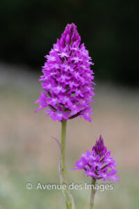 Pyramidal Orchid Anacamptis pyramidalis