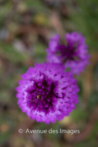 Pyramidal Orchid Anacamptis pyramidalis