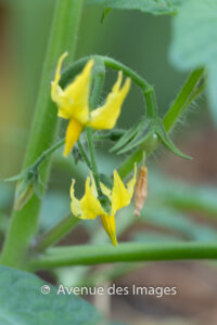 Garden flowers in May