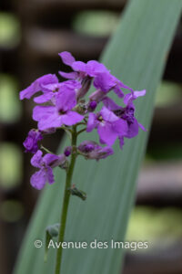 Garden flowers in May