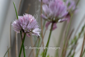 Chive flowers in May