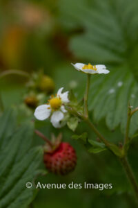 Wild strawberries